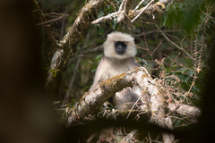Semnopithecus schistaceus