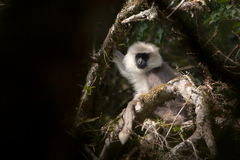 Semnopithecus schistaceus