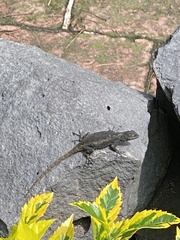 Sceloporus anahuacus
