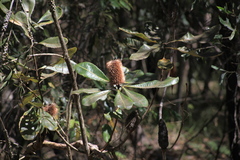 Banksia robur
