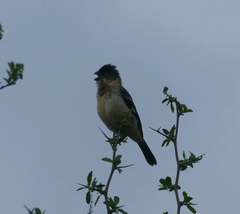 Sporophila morelleti