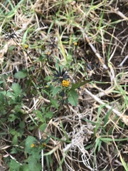 Bidens pilosa
