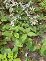 Eurybia