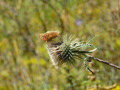 Argynnis pandora