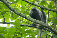 Trachypithecus selangorensis