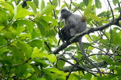 Trachypithecus selangorensis