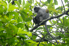 Trachypithecus selangorensis