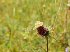 Argynnis pandora