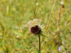 Argynnis pandora