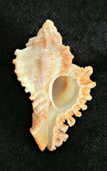Chicoreus florifer