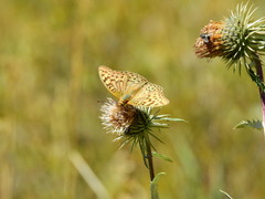 Argynnis pandora