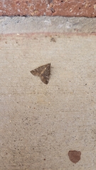 Eubolina impartialis