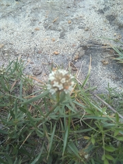 Spermacoce verticillata
