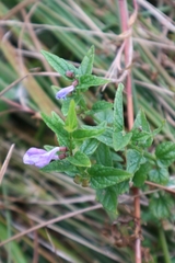 Scutellaria galericulata