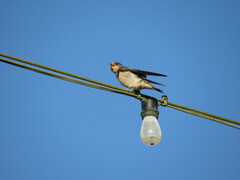 Hirundo rustica erythrogaster