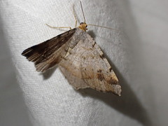 Macaria liturata