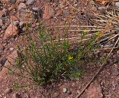 Gutierrezia sarothrae