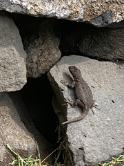 Sceloporus anahuacus