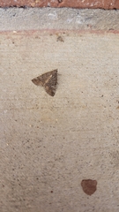 Eubolina impartialis