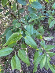 Celtis reticulata
