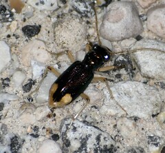 Tetracha carolina
