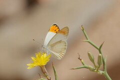 Colotis evagore