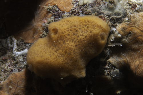 orange encrusting sponge