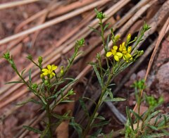 Gutierrezia sarothrae