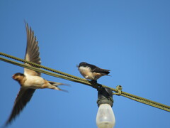 Hirundo rustica erythrogaster