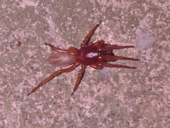 Dysdera