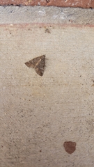 Eubolina impartialis