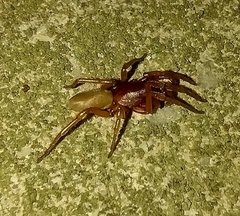 Dysdera