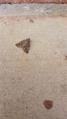 Eubolina impartialis