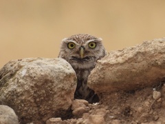 Athene noctua