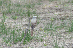 Tyrannus forficatus
