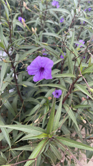 Ruellia simplex
