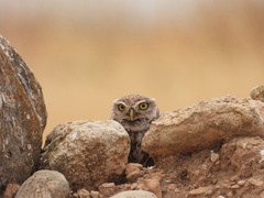 Athene noctua