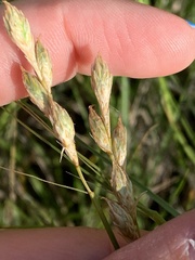 Carex xerantica