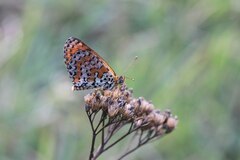 Melitaea
