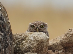 Athene noctua