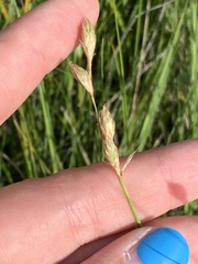 Carex xerantica