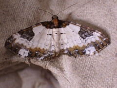 Melanthia procellata