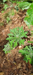 Psacalium peltatum