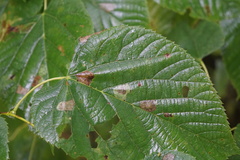 Phyllonorycter lucetiella