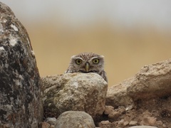 Athene noctua