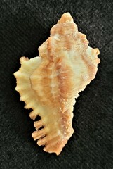 Chicoreus florifer