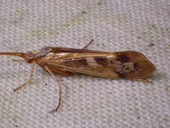 Limnephilus