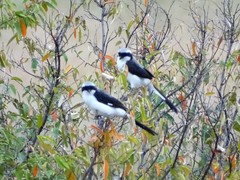 Lanius excubitoroides