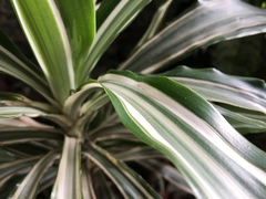 Dracaena