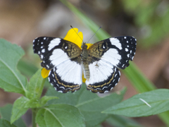 Janatella leucodesma